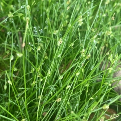 Isolepis subtilissima (Dwarf Clubsedge) at QPRC LGA - 21 Feb 2024 by JaneR