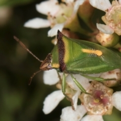 Cuspicona stenuella (Shield bug) at McKellar, ACT - 22 Feb 2024 by kasiaaus