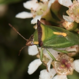 Cuspicona stenuella at McKellar, ACT - 22 Feb 2024