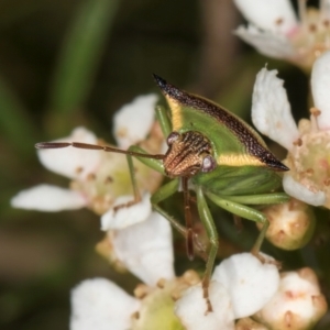 Cuspicona stenuella at McKellar, ACT - 22 Feb 2024