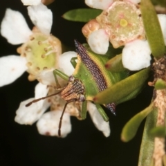 Cuspicona stenuella at McKellar, ACT - 22 Feb 2024