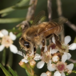 Apis mellifera at McKellar, ACT - 22 Feb 2024