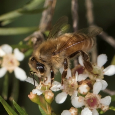 Apis mellifera (European honey bee) at Croke Place Grassland (CPG) - 21 Feb 2024 by kasiaaus