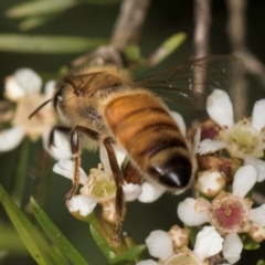 Apis mellifera at McKellar, ACT - 22 Feb 2024