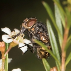 Calliphora stygia (Brown blowfly or Brown bomber) at McKellar, ACT - 21 Feb 2024 by kasiaaus