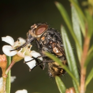 Calliphora stygia at McKellar, ACT - 22 Feb 2024