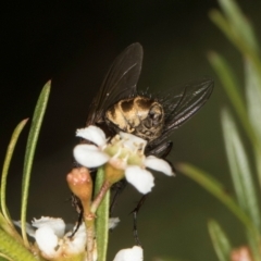 Calliphora stygia at McKellar, ACT - 22 Feb 2024