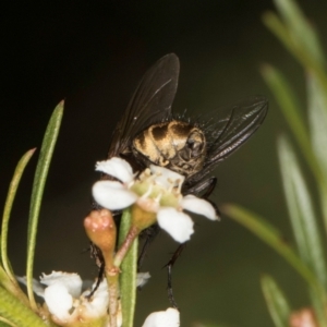 Calliphora stygia at McKellar, ACT - 22 Feb 2024