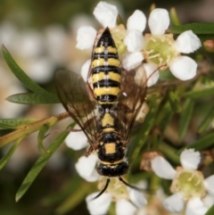 Agriomyia sp. (genus) (Yellow flower wasp) at Croke Place Grassland (CPG) - 21 Feb 2024 by kasiaaus