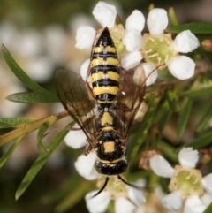 Unidentified Flower wasp (Scoliidae or Tiphiidae) at McKellar, ACT - 21 Feb 2024 by kasiaaus