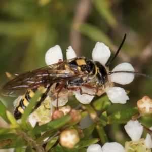 Agriomyia sp. (genus) at McKellar, ACT - 22 Feb 2024