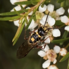 Agriomyia sp. (genus) at McKellar, ACT - 22 Feb 2024