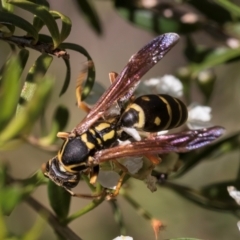 Polistes (Polistes) chinensis (Asian paper wasp) at McKellar, ACT - 22 Feb 2024 by kasiaaus