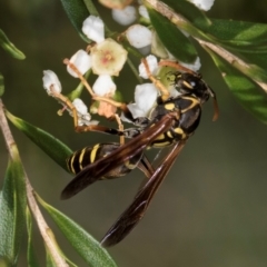 Polistes (Polistes) chinensis at McKellar, ACT - 22 Feb 2024 10:27 AM