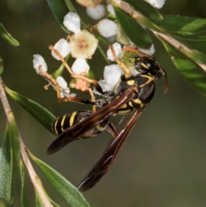 Polistes (Polistes) chinensis at McKellar, ACT - 22 Feb 2024 10:27 AM