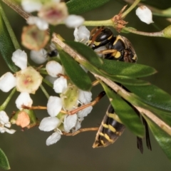 Polistes (Polistes) chinensis at McKellar, ACT - 22 Feb 2024 10:27 AM