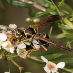 Polistes (Polistes) chinensis at McKellar, ACT - 22 Feb 2024