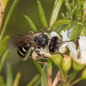 Lasioglossum (Chilalictus) sp. (genus & subgenus) at McKellar, ACT - 22 Feb 2024