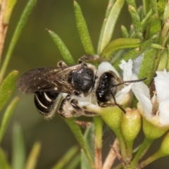 Lasioglossum (Chilalictus) sp. (genus & subgenus) (Halictid bee) at Croke Place Grassland (CPG) - 21 Feb 2024 by kasiaaus