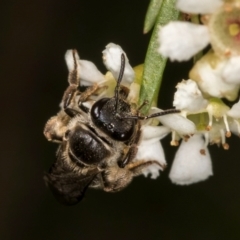 Lasioglossum (Chilalictus) sp. (genus & subgenus) at McKellar, ACT - 22 Feb 2024