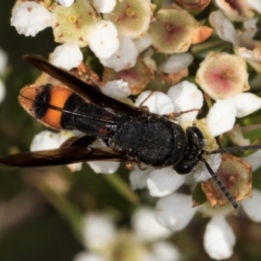 Leucospis sp. (genus) (Leucospid wasp) at McKellar, ACT - 22 Feb 2024 by kasiaaus