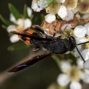 Leucospis sp. (genus) at McKellar, ACT - 22 Feb 2024