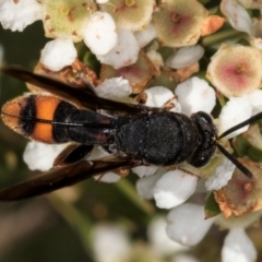 Leucospis sp. (genus) at McKellar, ACT - 22 Feb 2024