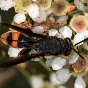 Leucospis sp. (genus) at McKellar, ACT - 22 Feb 2024