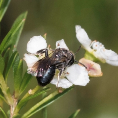 Euryglossa sp. (genus) (A native bee) at McKellar, ACT - 21 Feb 2024 by kasiaaus