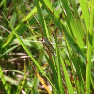 Culladia cuneiferellus at Lyons, ACT - 23 Feb 2024