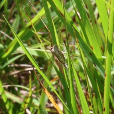 Culladia cuneiferellus (Crambinae moth) at Lyons, ACT - 23 Feb 2024 by ran452