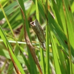 Culladia cuneiferellus at Lyons, ACT - 23 Feb 2024