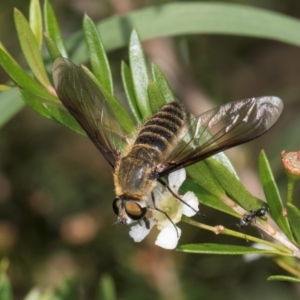 Comptosia sp. (genus) at McKellar, ACT - 22 Feb 2024