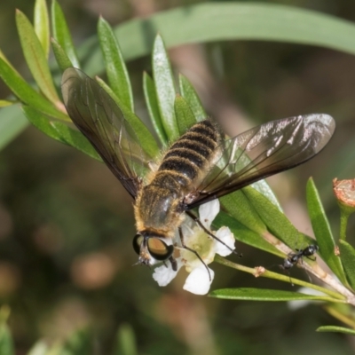 Comptosia sp. (genus) (Unidentified Comptosia bee fly) at Croke Place Grassland (CPG) - 21 Feb 2024 by kasiaaus