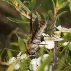 Comptosia sp. (genus) at McKellar, ACT - 22 Feb 2024 10:35 AM