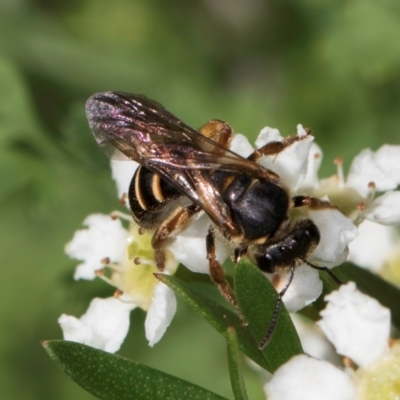 Lasioglossum (Chilalictus) bicingulatum (Halictid Bee) at Croke Place Grassland (CPG) - 21 Feb 2024 by kasiaaus