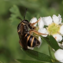 Lasioglossum (Chilalictus) bicingulatum at McKellar, ACT - 22 Feb 2024