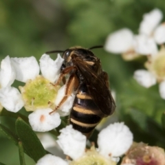 Lasioglossum (Chilalictus) bicingulatum at McKellar, ACT - 22 Feb 2024