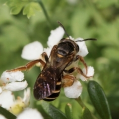 Lasioglossum (Chilalictus) bicingulatum at Croke Place Grassland (CPG) - 22 Feb 2024