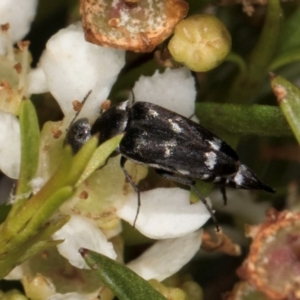 Mordella sp. (genus) at McKellar, ACT - 22 Feb 2024