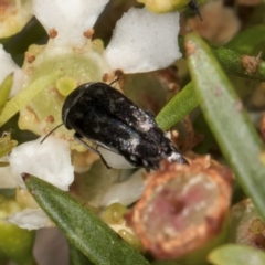 Mordella sp. (genus) at Croke Place Grassland (CPG) - 22 Feb 2024