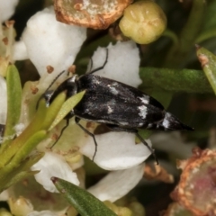 Mordella sp. (genus) at McKellar, ACT - 22 Feb 2024