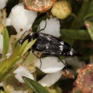 Mordella sp. (genus) at McKellar, ACT - 22 Feb 2024