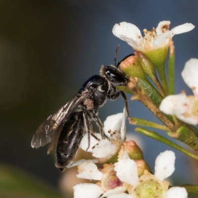 Euryglossa sp. (genus) (A native bee) at Croke Place Grassland (CPG) - 21 Feb 2024 by kasiaaus