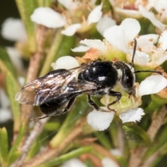 Euryglossa sp. (genus) at Croke Place Grassland (CPG) - 22 Feb 2024