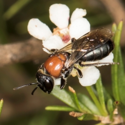 Euryglossa ephippiata (Saddleback Euryglossine Bee) at Croke Place Grassland (CPG) - 21 Feb 2024 by kasiaaus