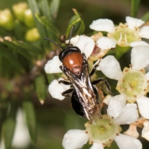 Euryglossa ephippiata at Croke Place Grassland (CPG) - 22 Feb 2024