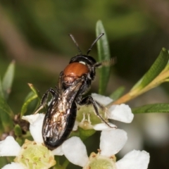 Euryglossa ephippiata at McKellar, ACT - 22 Feb 2024