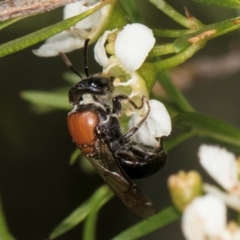 Euryglossa ephippiata at McKellar, ACT - 22 Feb 2024