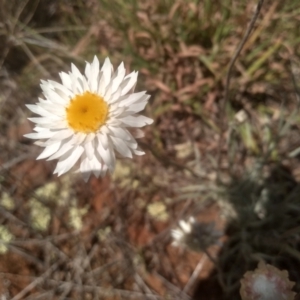 Leucochrysum albicans subsp. tricolor at Kuma Nature Reserve - 23 Feb 2024